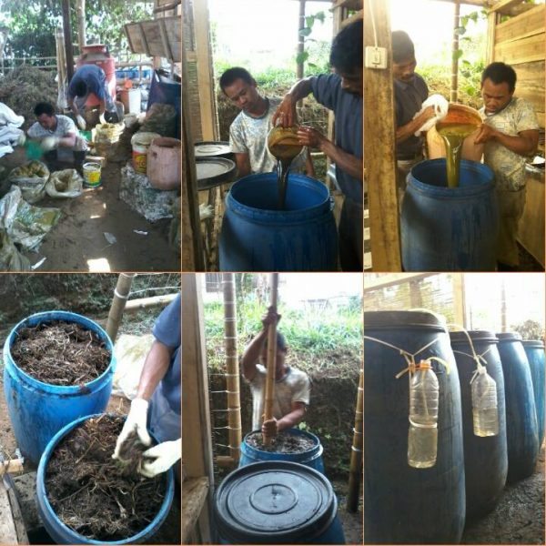 Pemanfaatan Isi Rumen Sapi dan Domba Pasca Idul Adha – Walungan